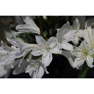 Ԗ ؂̕c/văccWFi낽j5|bg5Zbg