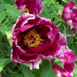 Ԗ ؂̕c/OiڂjFсiイɂj3Nc6|bg