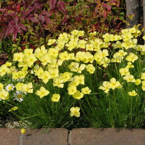 Ԃ̕c/GXR`AF~j`ATf3|bg12Zbg