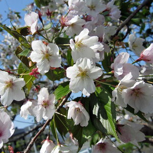 桜 植木 庭木 苗の人気商品 通販 価格比較 価格 Com 桜 植木 庭木 苗の人気商品 通販 価格比較 価格 Com