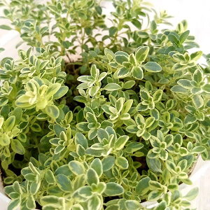 n[u̕c/^CiقӂjFnChN[2.5-3|bg