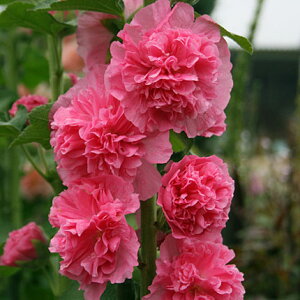 Ԃ̕c/d炫tEFj[|[gsN3-3.5|bg