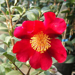 Ԗ ؂̕c/TUJF[^Cg4|bg