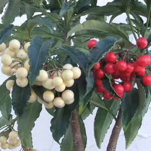 Ԗ ؂̕c/i}EjFg6A[t]