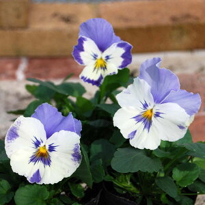 Ԃ̕c/pW[F}Au[I[V3-3.5|bg 12Zbg