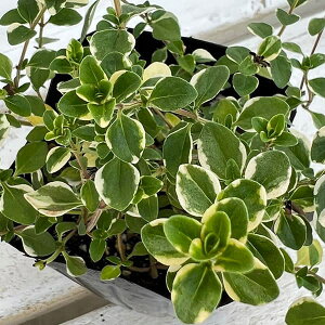 Ԃ̕c/^CiقӂjFtHbNX[3|bg 2Zbg