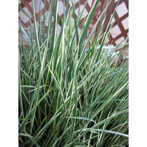 []ZLVEFi@ZLVEj5|bg 8Zbg