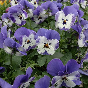 Ԃ̕c/[]rIF\xXP ftgu[3`3.5|bg24Zbg