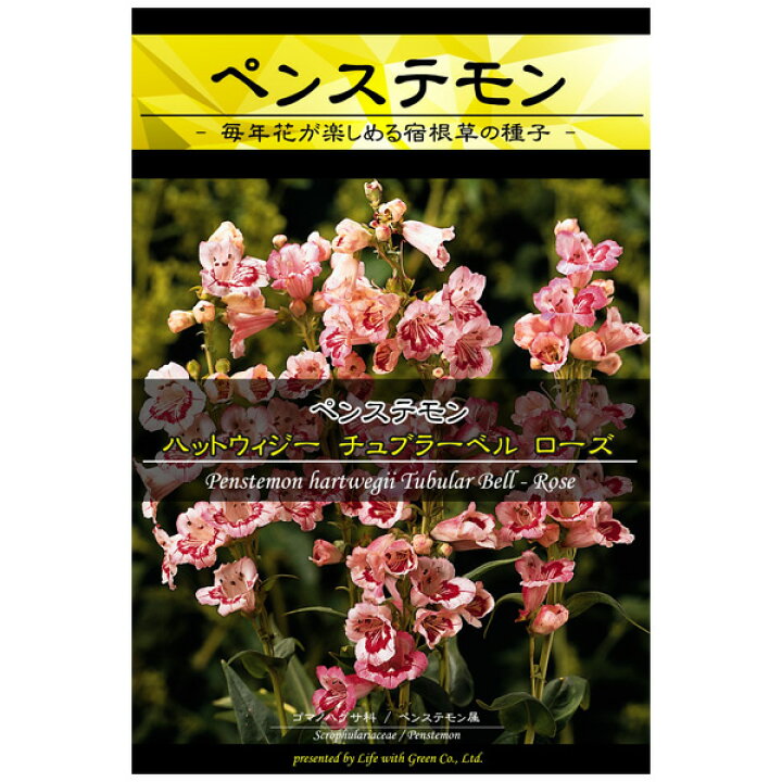 楽天市場 ペンステモン ローズ 春 秋まき 花タネ 園芸ネット プラス