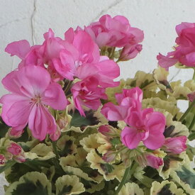 草花の苗/ゼラニウム：リトルジップ4号鉢植え