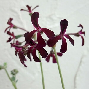 Ԃ̕c/ySjEFVhCfX3-3.5|bg