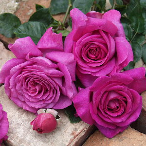 o̕c/fo[[YFVg[YEhDEp6pA*