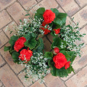 Ԃ̕c/30cm[Xv^[p6ZbgFtH[`xSjAԌnƃ_ChtXg