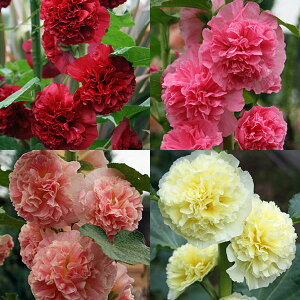 Ԃ̕c/߂412ZbgFd炫tE