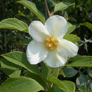 花木 庭木の苗/ナツツバキ(夏椿・シャラ）：白花4.5号ポット