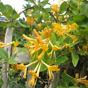 ���Ԃ̕c/[�I���Z�[��]���j�Z���i�n�j�[�T�b�N���j�F�e���}�j�A�[�i 4���|�b�g