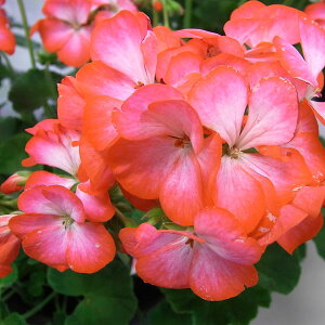 Ԃ̕c/[jEFS2000XJ[bgX^[3.5|bg