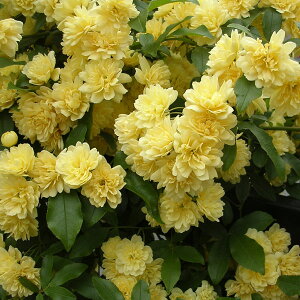 Ԃ̕c/bREoFԔd炫3|bg*