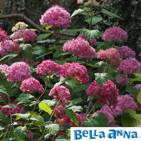 花木 庭木の苗/アジサイ：ピンクアナベル ベラアナ6号ポット