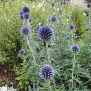 Ԃ̕c/GLmvXi^}AU~jFg 3-3.5|bg