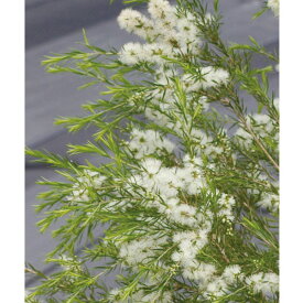 楽天市場 オーストラリア 花木 植木 ガーデニング 農業 花 ガーデン Diyの通販