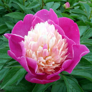 Ԃ̕c/VNNi䉖jF T^tF4|bg