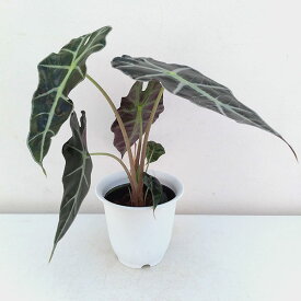 楽天市場 アロカシア アマゾニカの通販