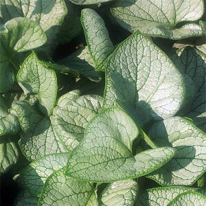 Ԃ̕c/ulF}NtB Vo[n[g3.5|bgiNcj