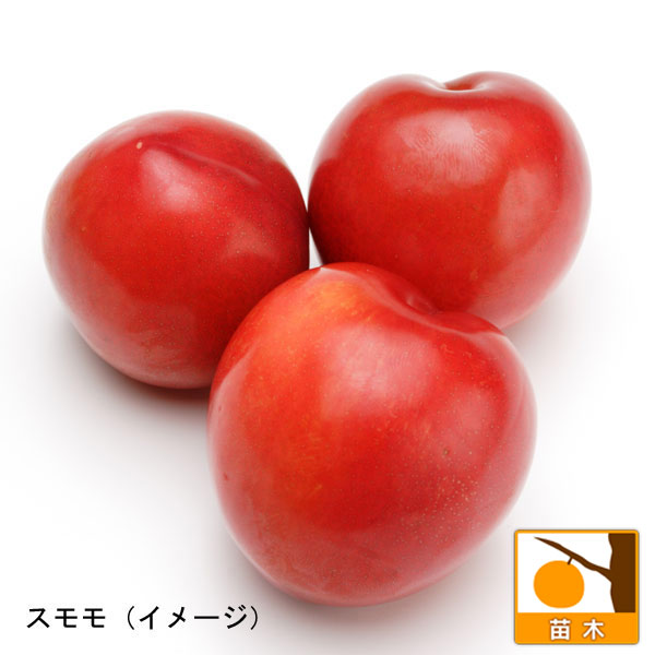 日本スモモの代表的な品種 苗木 果樹の苗 セール 登場から人気沸騰 スモモ プラム 2種受粉樹セット サンタローザとメスレー