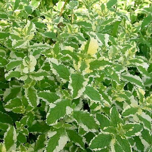 n[u̕c/~gFpCibv~g3|bg