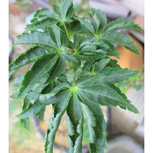 Ԗ ؂̕c/~WFqiVVKVj4|bg