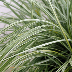 Ԃ̕c/EmqQi͂イj 3|bg