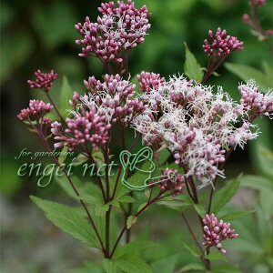 R쑐̕c/tWoJ}FZF3|bg