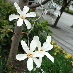 Ԗ ؂̕c/}OmAiRuVjF_X[1.2m