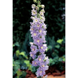 Ԃ̕c/ftBjEF}WbNtHeXJCu[ 3|bg[4`6Jԁ@@h]