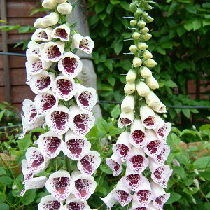 Ԃ̕c/WM^XFpY`CX3-3.5|bg