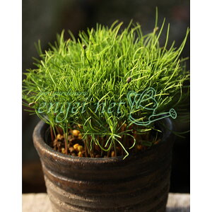 R쑐̕c/}cFAJ}c2.5|bg