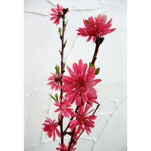 Ԗ ؂̕c/ԓFeWiLNLE}CRj4`5|bg