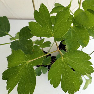 ؂̕c/i`[~[OTE{^{EtEETNij3|bg