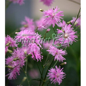 Ԃ̕c/NjX yeBbgWFj[3|bg