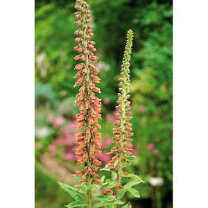 Ԃ̕c/WM^XF~N`R[g3|bg