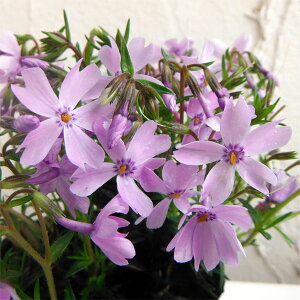 VoUNiōj FGhNbVu[3|bg