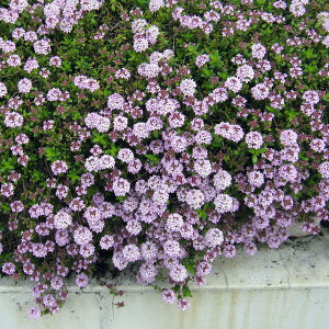 n[u̕c/^CiقӂjFMJEX32Zbg