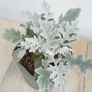 Ԃ̕c/_XeB~[iV^GMNjFVo[_Xg3-3.5|bg