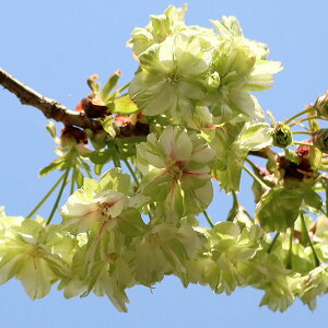 Ԗ ؂̕c/F߉iMCREjږؕc4`5|bg