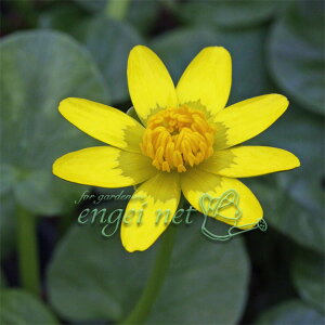 R쑐̕c/ELJF֕PELJ }[3|bg