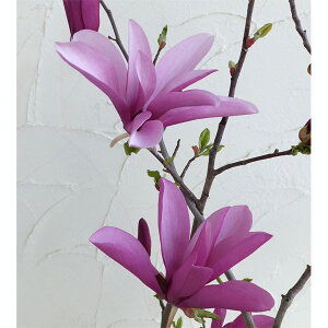 Ԗ ؂̕c/K[}OmAFA6|bg