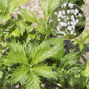 �n�[�u�̕c/�o�����A��3���|�b�g