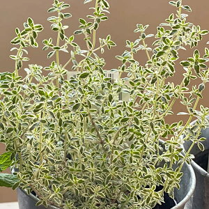 Ԃ̕c/^CijFVo[^C3|bg2Zbg