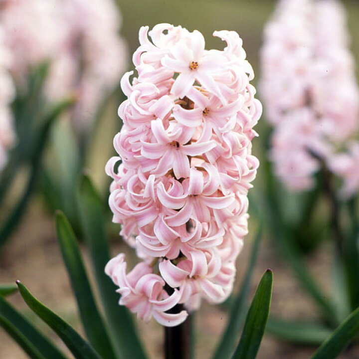 楽天市場 球根 水栽培用ヒヤシンスジャンボ球 ピンクパール 桃 1球 園芸ネット プラス